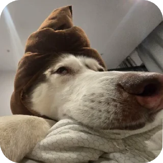 🐶