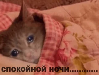 😿
