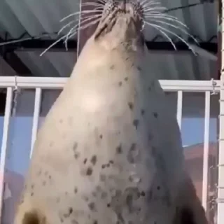 🦭