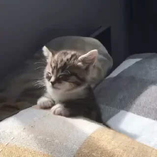 🤩