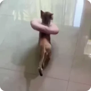 💃