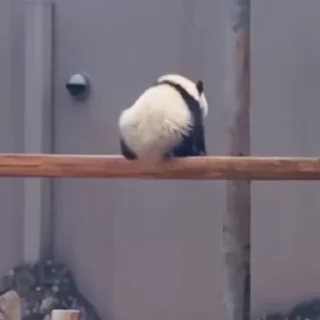🐼
