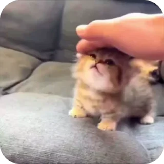 🤩