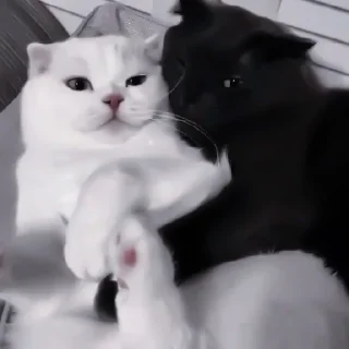 ✨