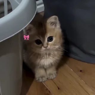 🐱