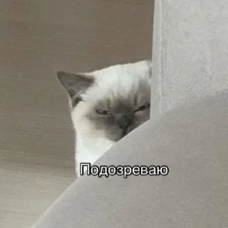 🤨