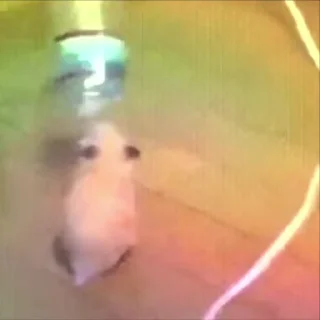🐹