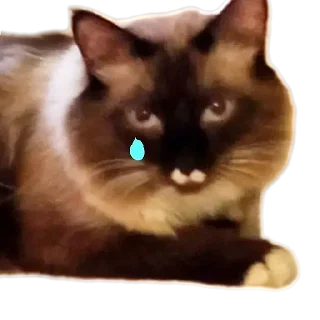 🐱