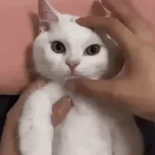 😠