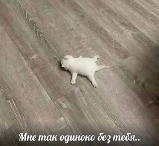 🌟