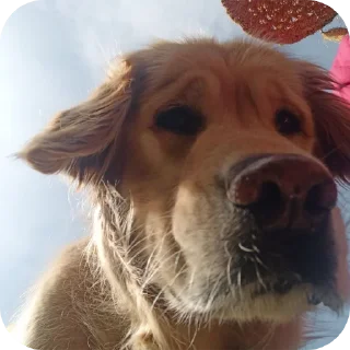 🐶