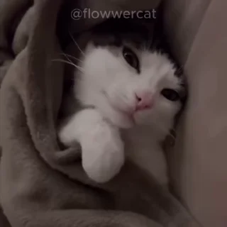💤