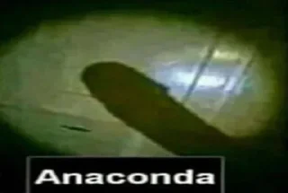 🐍