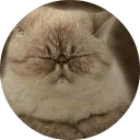 🐱