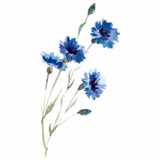 🌸