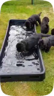 🐶