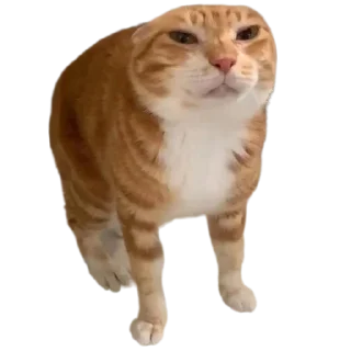 🐱