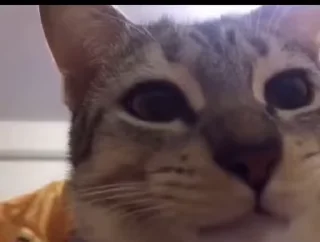 😻