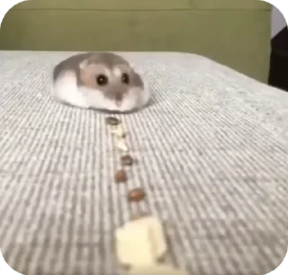 🌟