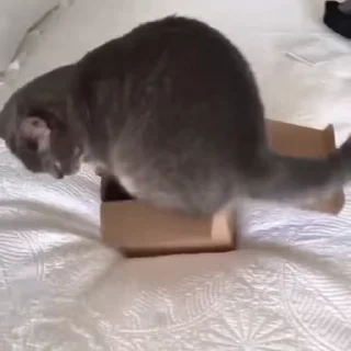😹