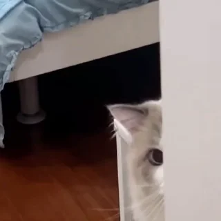 🤩