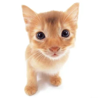 🐱