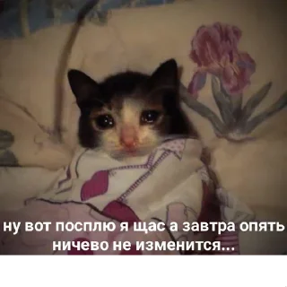 😺