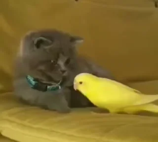 😺
