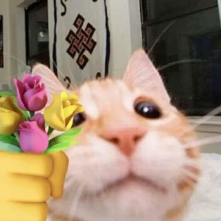 🐱