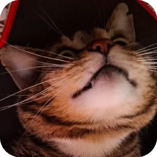 🐱