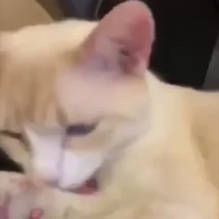 👅