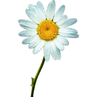 🌼