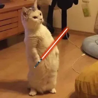🐈