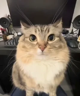 ⚡