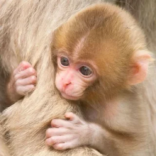 🐒