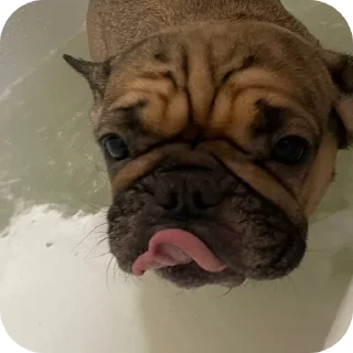 🐶