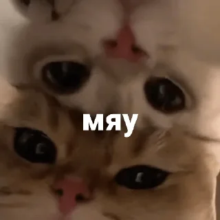 🐈