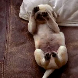 🐕