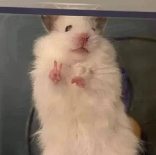 ✌️