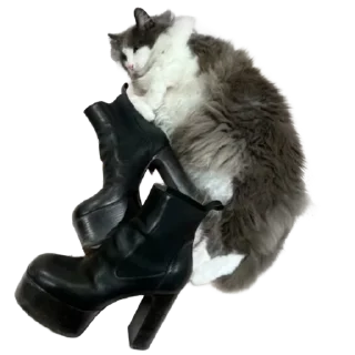 🐱