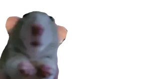 🐈