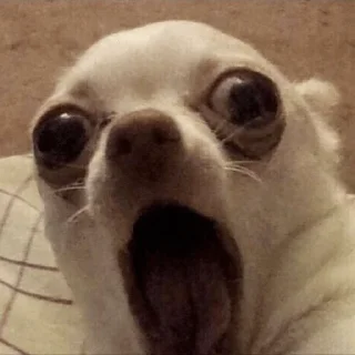🐕