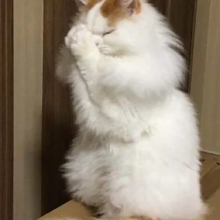 🙏