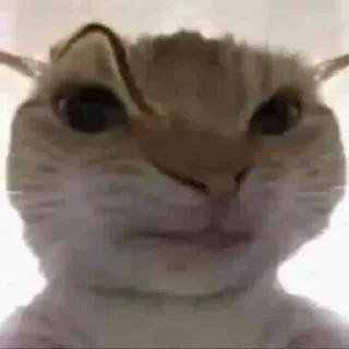 🤨