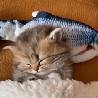 🐈‍⬛