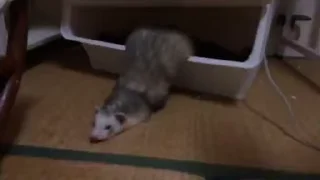 😪
