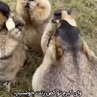 🦫
