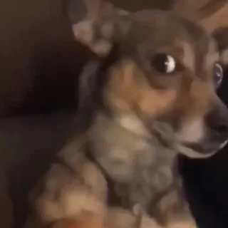🐶