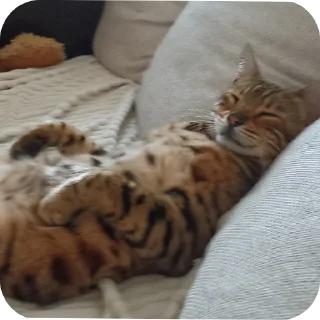 🐱