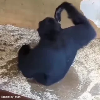 🌟